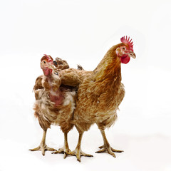 Chicken