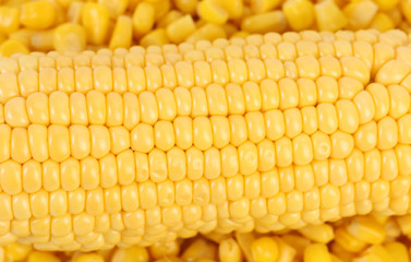 Corncob. Background of canned sweet corn.