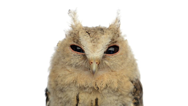 Close-up of an Indian scops owl looking at the camera