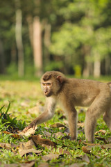 Obraz premium Pig-tailed macaque