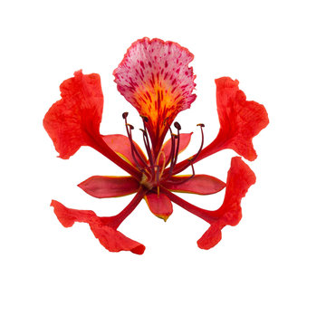 Fleur de flamboyant rouge