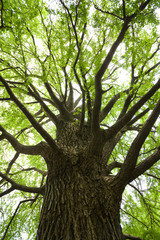 Fototapeta na wymiar Duże drzewo z ginkgo