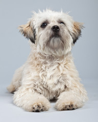 White boomer dog isolated against grey background. Studio portra