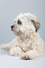White boomer dog isolated against grey background. Studio portra