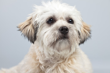 White boomer dog isolated against grey background. Studio portra