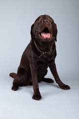 Brown labrador dog isolated against grey background. Studio port