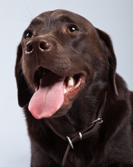 Brown labrador dog isolated against grey background. Studio port