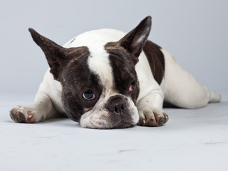 French bulldog black and white isolated against grey background.