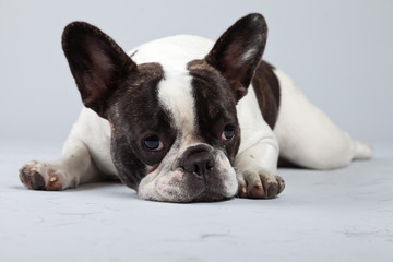 French bulldog black and white isolated against grey background.