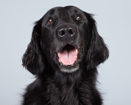 Black flatcoated retriever dog isolated against grey background.