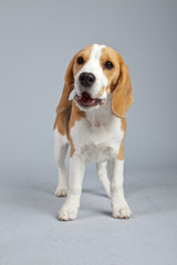 Adorable puppy beagle dog isolated against grey background. Stud