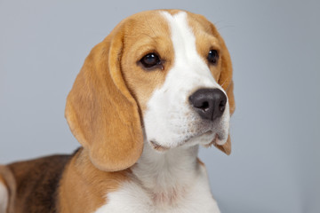 Adorable puppy beagle dog isolated against grey background. Stud