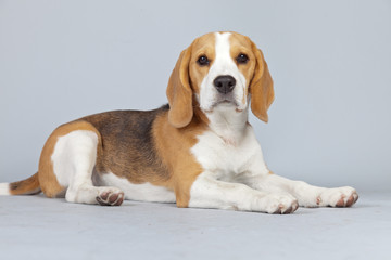 Adorable puppy beagle dog isolated against grey background. Stud