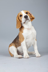 Adorable puppy beagle dog isolated against grey background. Stud