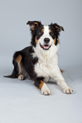Border collie dog black brown and white isolated against grey ba