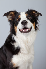 Border collie dog black brown and white isolated against grey ba