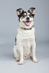Mixed breed dog black and white isolated against grey background