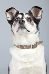 Mixed breed dog black and white isolated against grey background