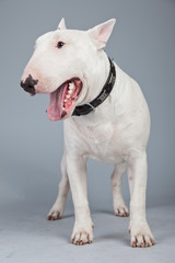 Obraz premium Bull terrier dog isolated against grey background. Studio portra