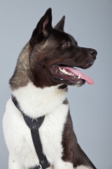 American akita dog isolated against grey background. Studio port