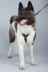 American akita dog isolated against grey background. Studio port
