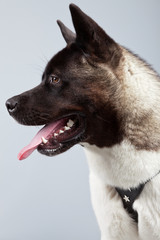 American akita dog isolated against grey background. Studio port