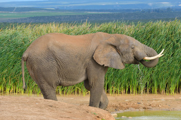 Obraz premium African animals, elephant near waterhole, South Africa