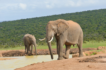 Obraz premium African animals, elephants near waterhole, South Africa