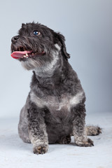 Funny mixed breed grey boomer dog isolated against grey backgrou