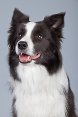 Beautiful border collie dog isolated against grey background. St