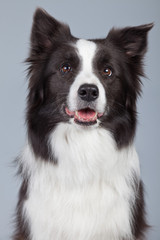 Beautiful border collie dog isolated against grey background. St