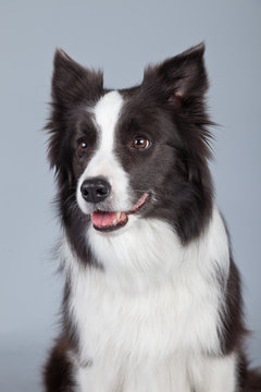 Beautiful border collie dog isolated against grey background. St