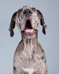 Puppy great dane dog grey with black spots isolated against grey
