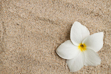 Fototapeta na wymiar frangipani flower on a sand
