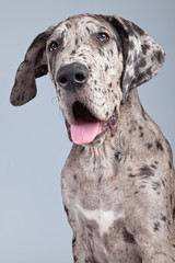 Puppy great dane dog grey with black spots isolated against grey - obrazy, fototapety, plakaty