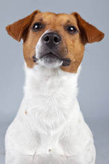 Jack russell terrier dog white with brown spots isolated against