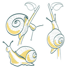Set of three snails, isolated on white