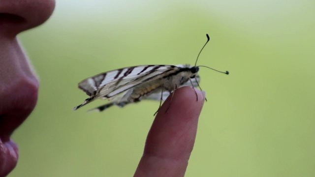 girl with a butterfly on her finger (close-up)