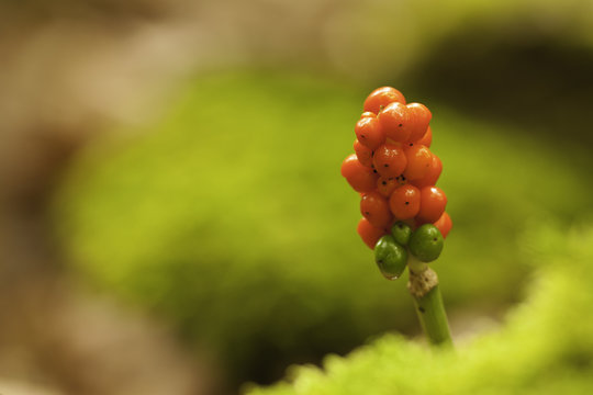 Fruchtstand Gefleckter Aronstab