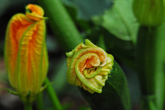 Zuccinibl&uuml;te