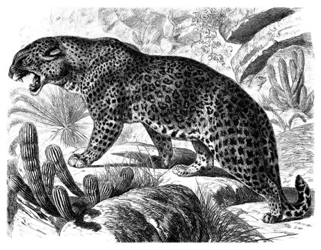 Leopard (Felis Pardus)