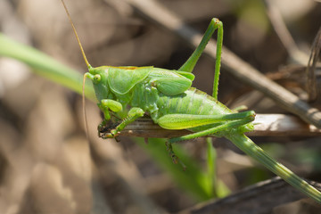 Green grasshopper