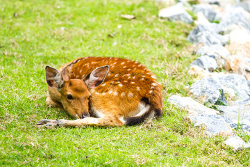 deer in nightsafari chiangmai Thailand