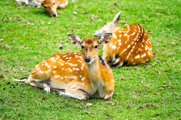 deer in nightsafari chiangmai Thailand