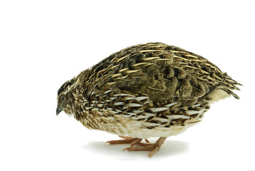 Adult quail isolated on white background