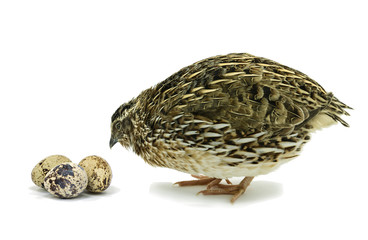 Quail with eggs on white background