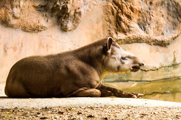 asian tapir chiangmai nightsafari chiangmai Thailand