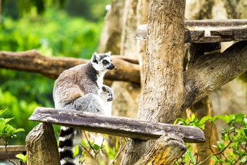 lemur in chiangmai nightsafari chiangmai Thailand