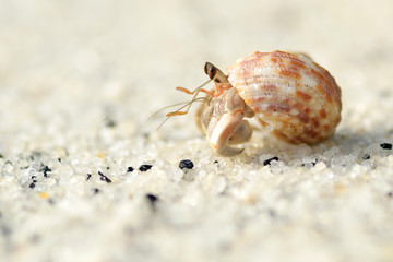 Hermit crab