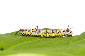 Plain tiger caterpillar